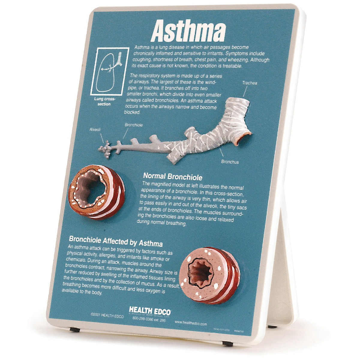 W43083_01_1200_1200_Asthma-Easel-Display