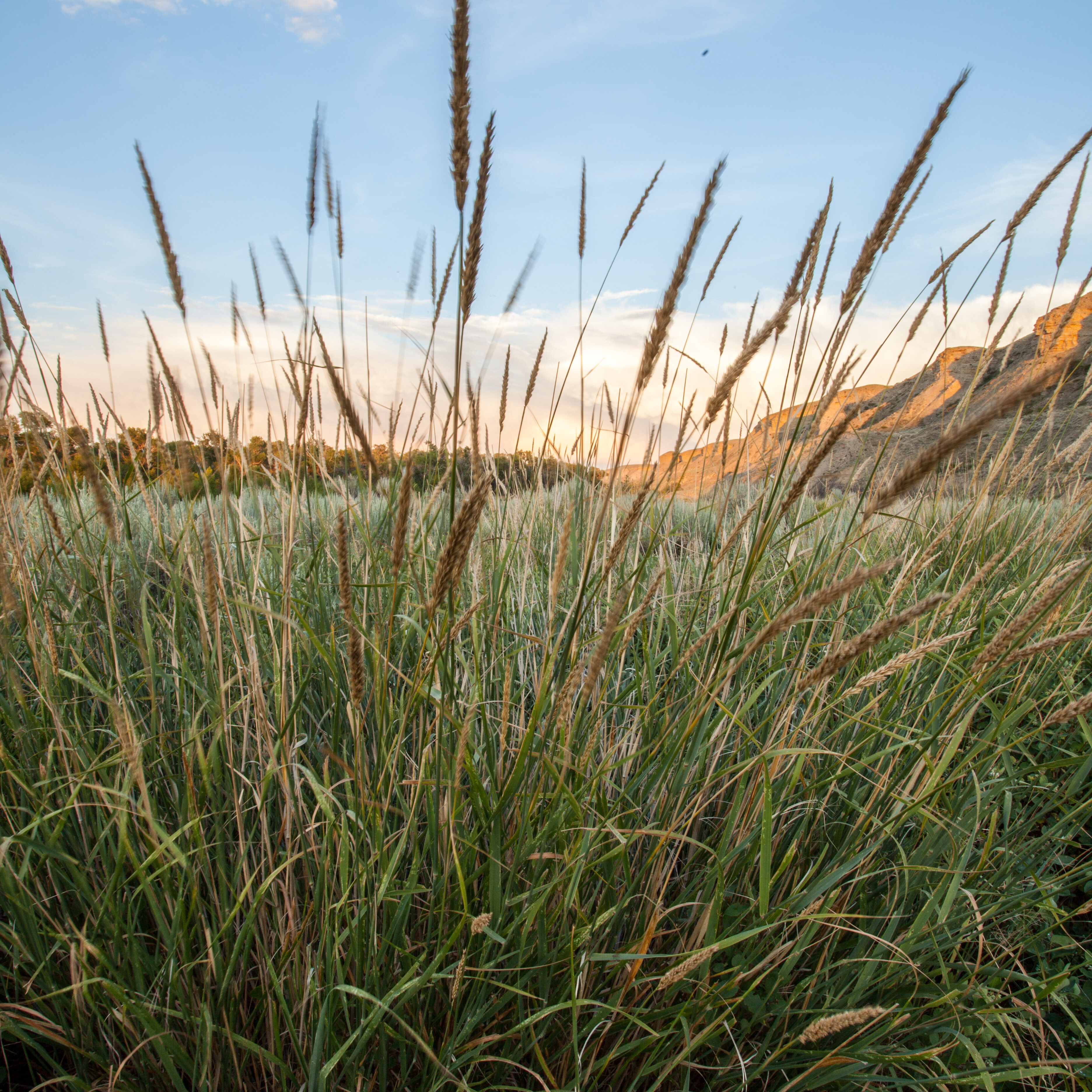 RyeGrass